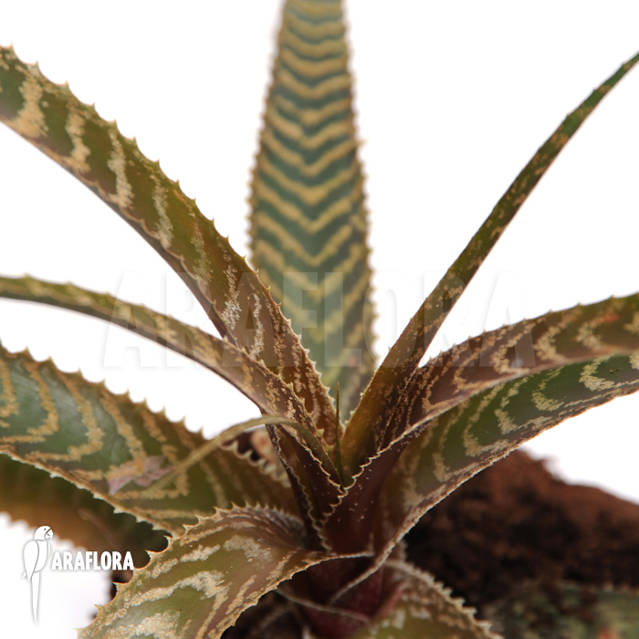 Orthophytum gurkenii