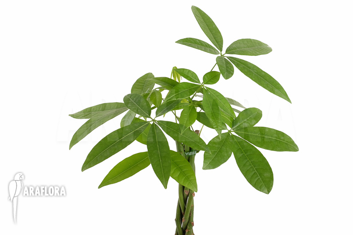 Pachira aquatica ‚M‘