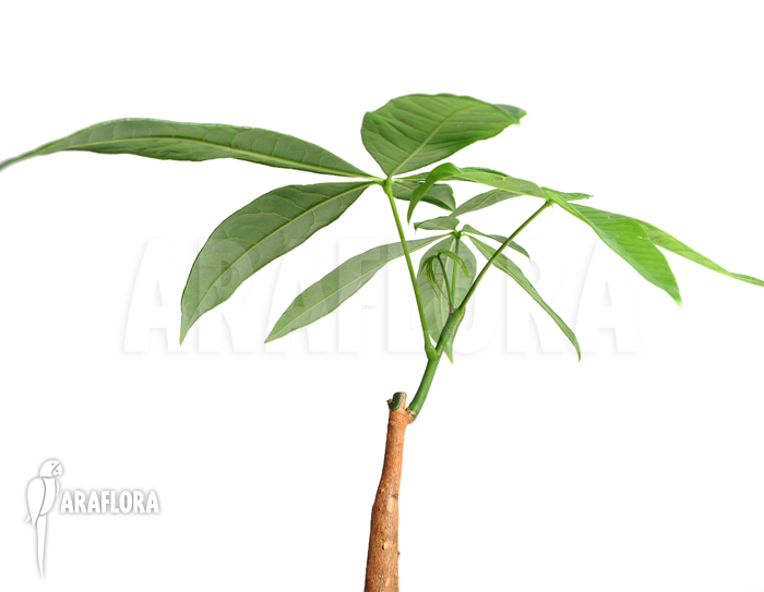 Pachira aquatica ‚S‘