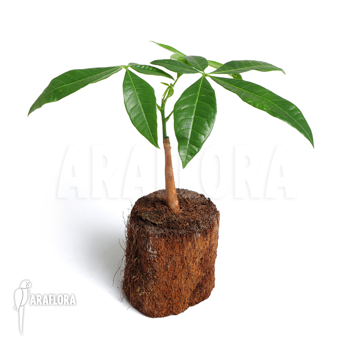 Pachira aquatica ‚S‘