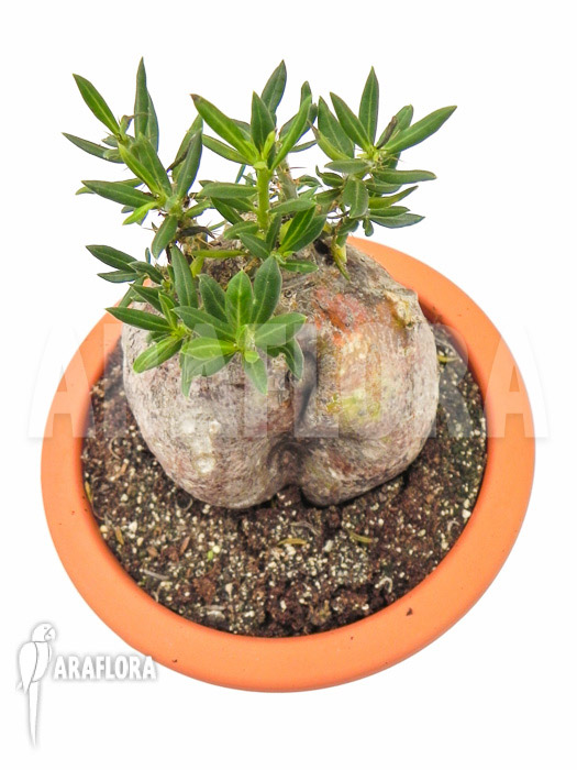 Pachypodium bispinosum