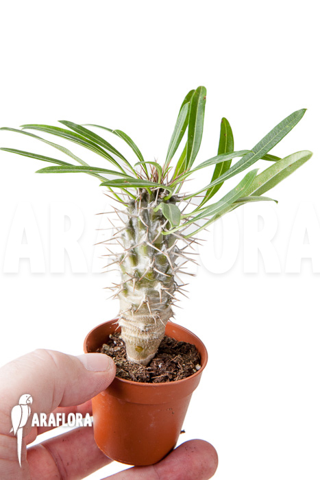 Pachypodium lamerei ‚S‘