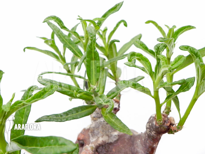 Pachypodium succulentum