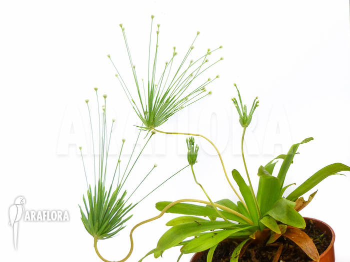 Paepalanthus species Cerro Neblinae