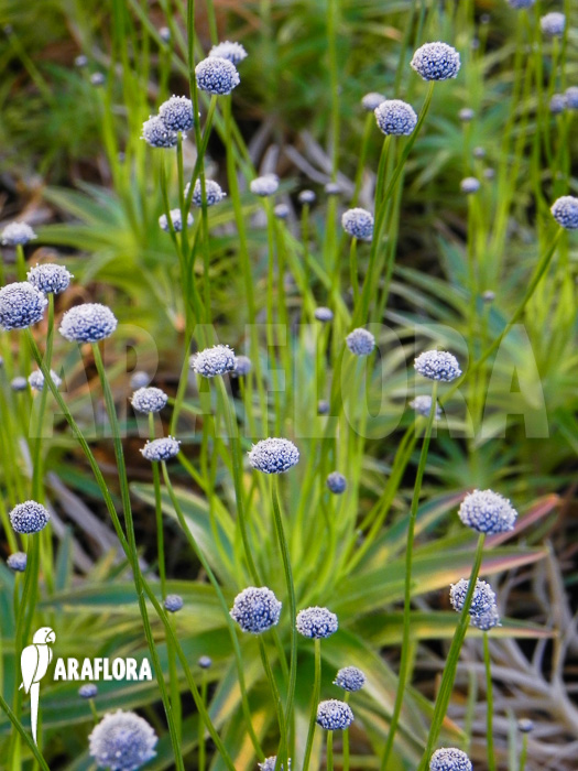 Paepalanthus tortilis