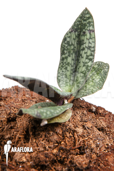 Paphiopedilum delenatii