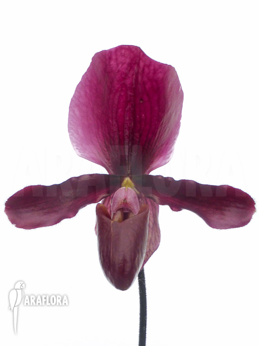 Paphiopedilum maudiae vinicolor