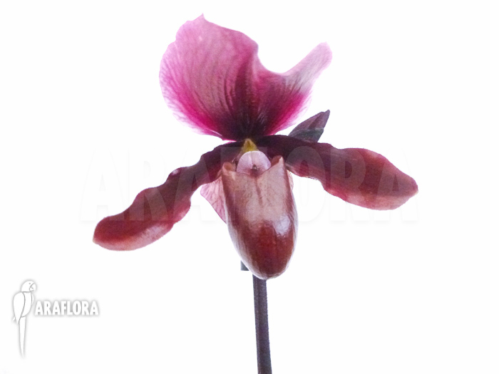 Paphiopedilum maudiae vinicolor
