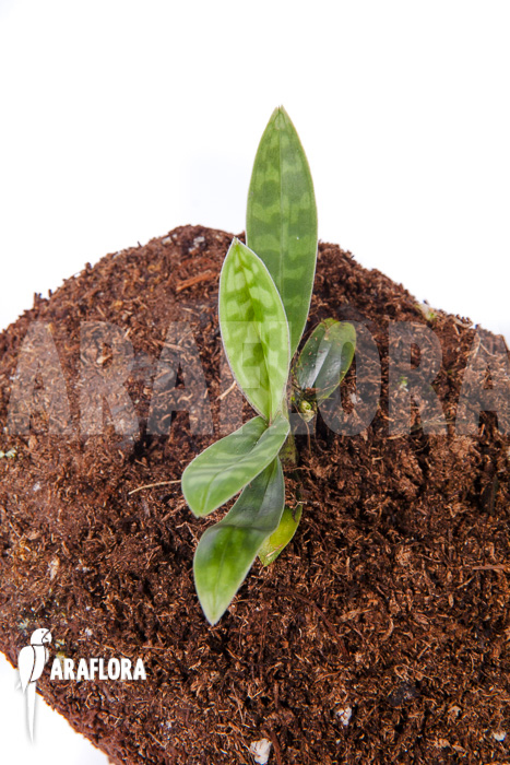 Paphiopedilum wardii