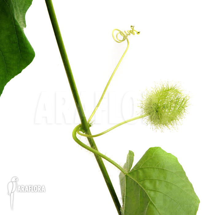 Passiflora foetida ‚Platanal‘