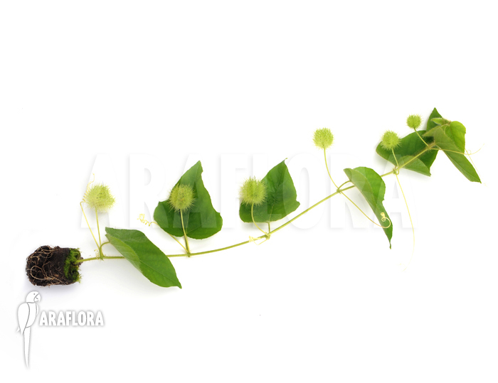 Passiflora foetida ‚Platanal‘