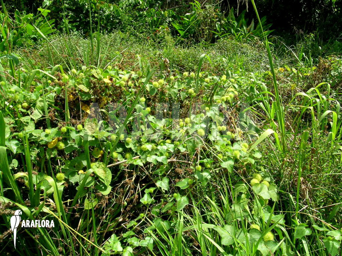 Passiflora foetida ‚Platanal‘