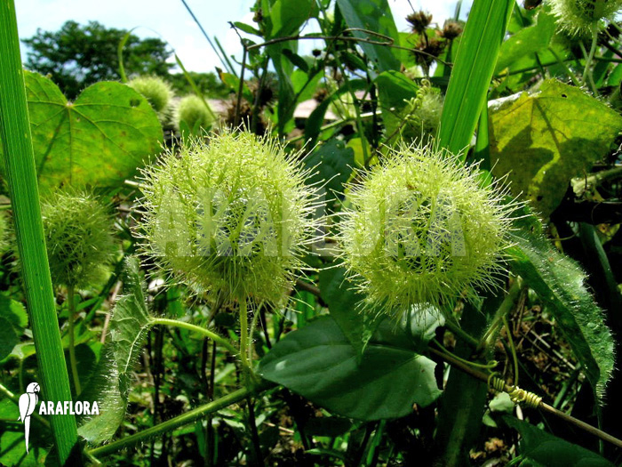 Passiflora foetida ‚Platanal‘