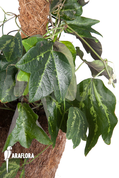 Passiflora tricuspis