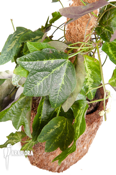 Passiflora tricuspis