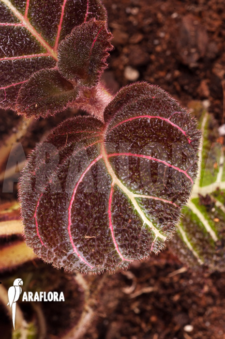 Pearcea hypocyrtiflora Ecuador