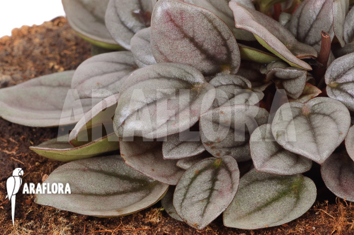 Peperomia ‚Milano‘