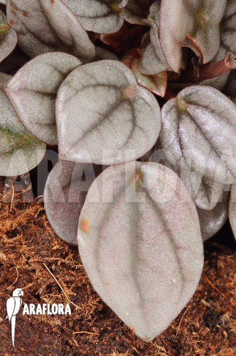 Peperomia ‚Milano‘