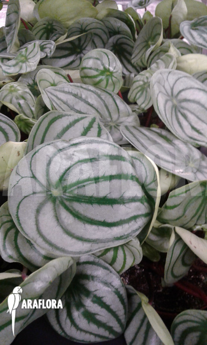 Peperomia argyreia
