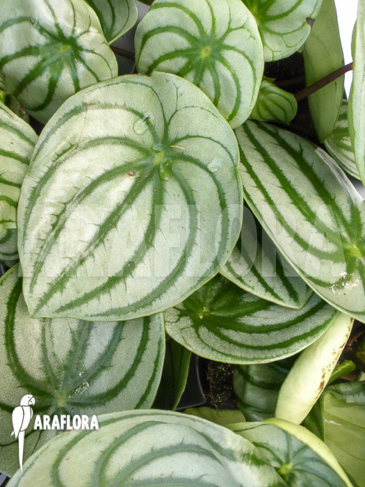 Peperomia argyreia