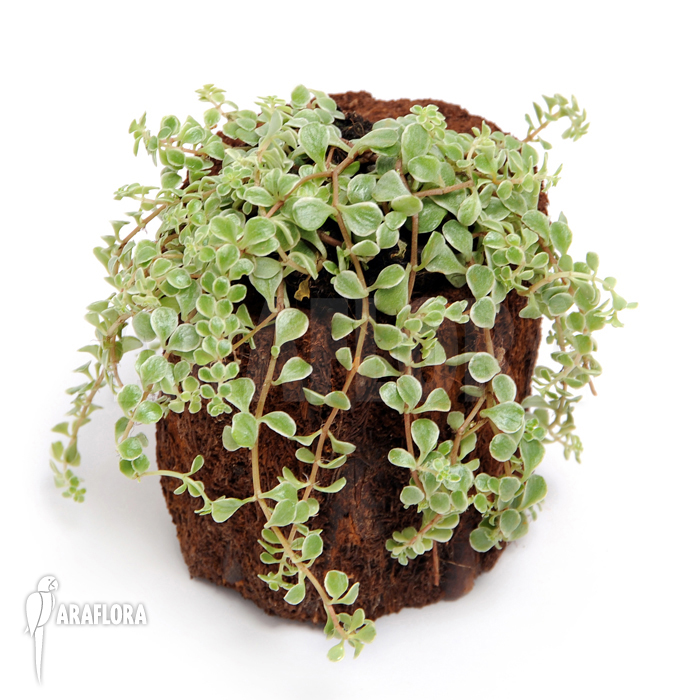 Peperomia brevipes variagata