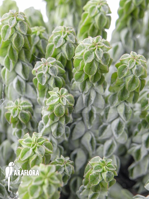 Peperomia columella ‚XL‘