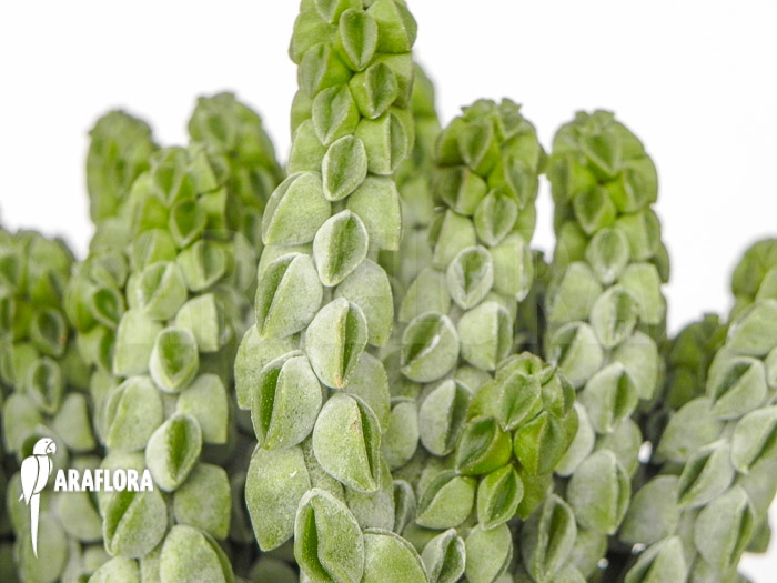 Peperomia columella ‚XL‘