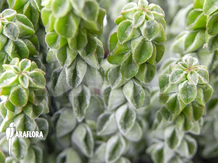 Peperomia columella ‚XL‘