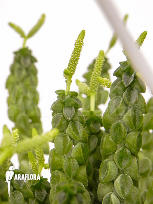 Peperomia columella ‚XL‘