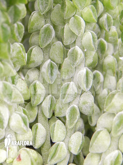 Peperomia columella ‚XL‘