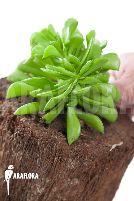 Peperomia dolabriformis