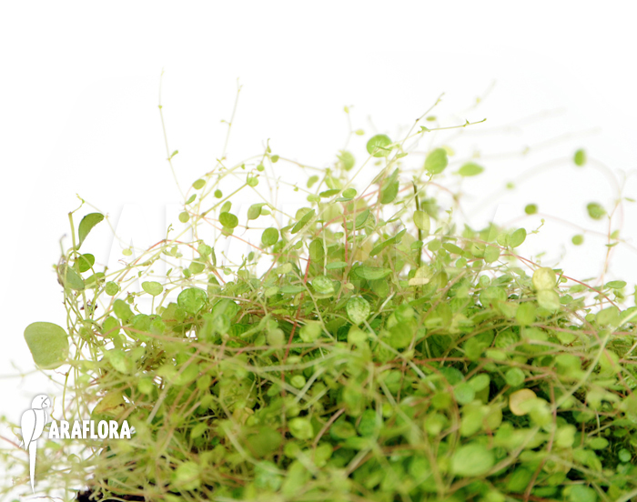 Peperomia emarginella