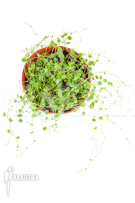 Peperomia emarginella “Starter”