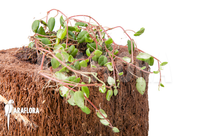 Peperomia fagerlindii