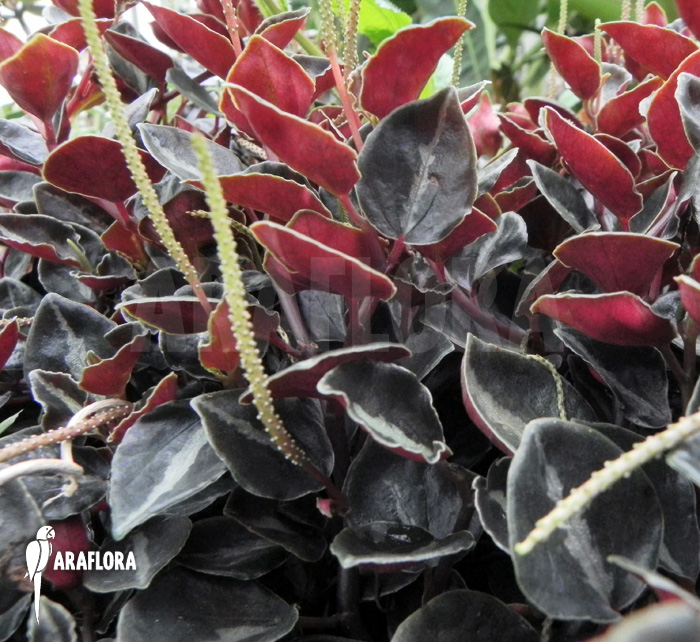 Peperomia metallica var. colombiana