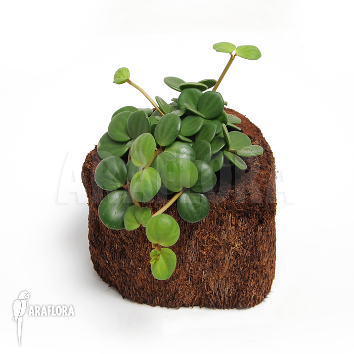 Peperomia pecuniifolia