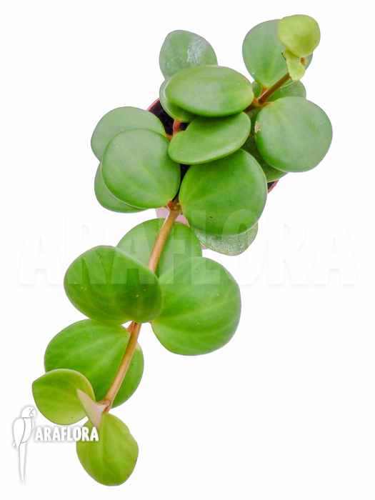 Peperomia pecuniifolia starter