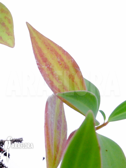 Peperomia pereskiifolia