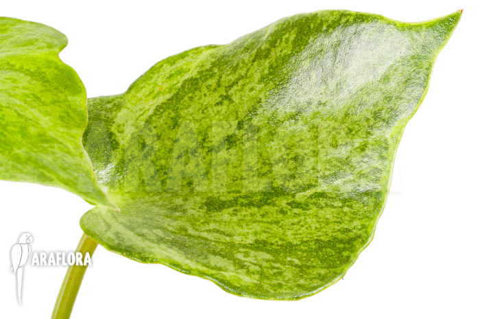 Peperomia polybotrya variagated L