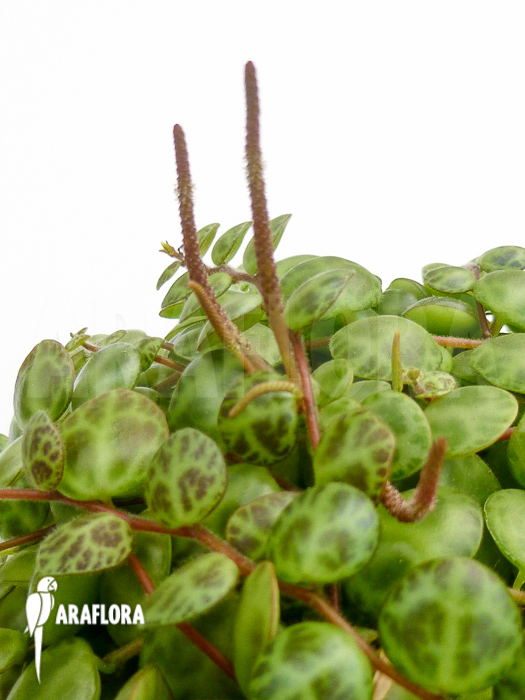 Peperomia prostata
