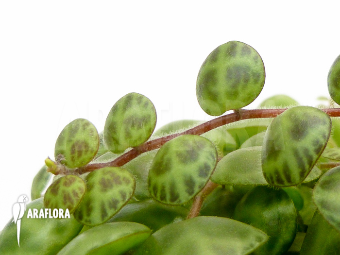 Peperomia prostata