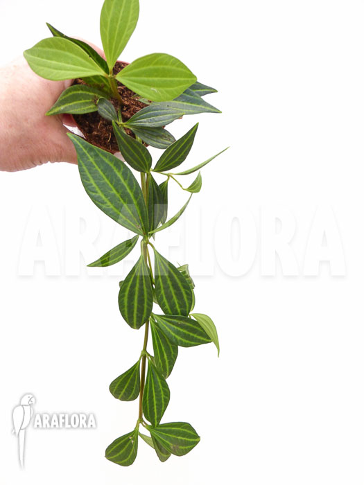 Peperomia puteolata ‚L‘