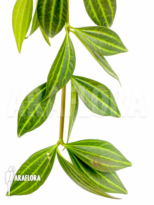 Peperomia puteolata ‚L‘