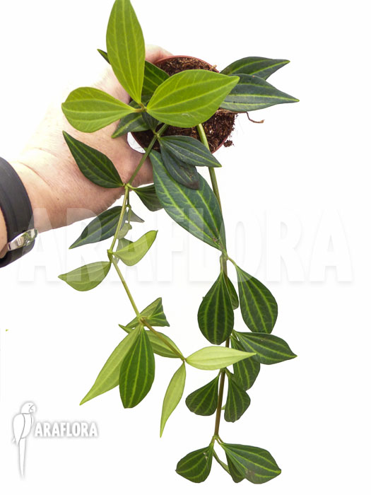 Peperomia puteolata ‚L‘