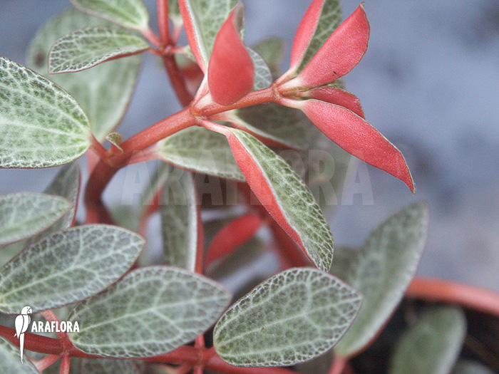 Peperomia rubella