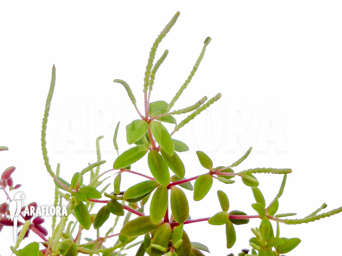 Peperomia rubella flower