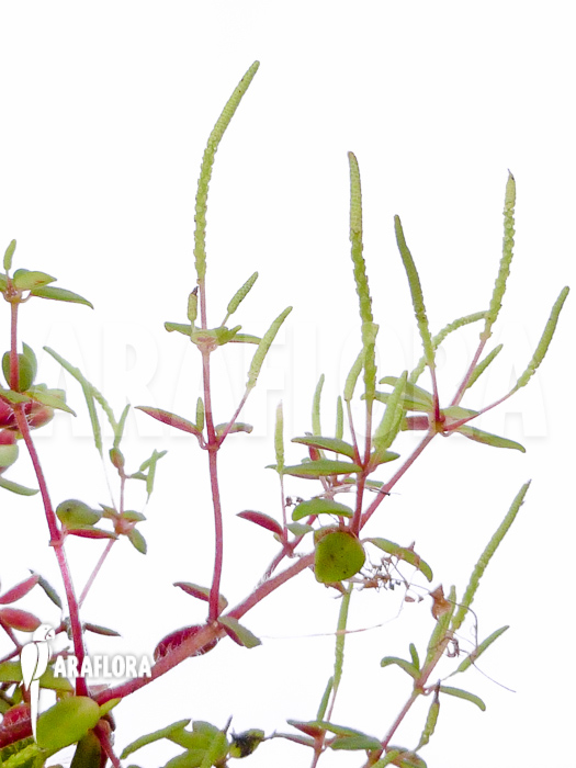 Peperomia rubella flower