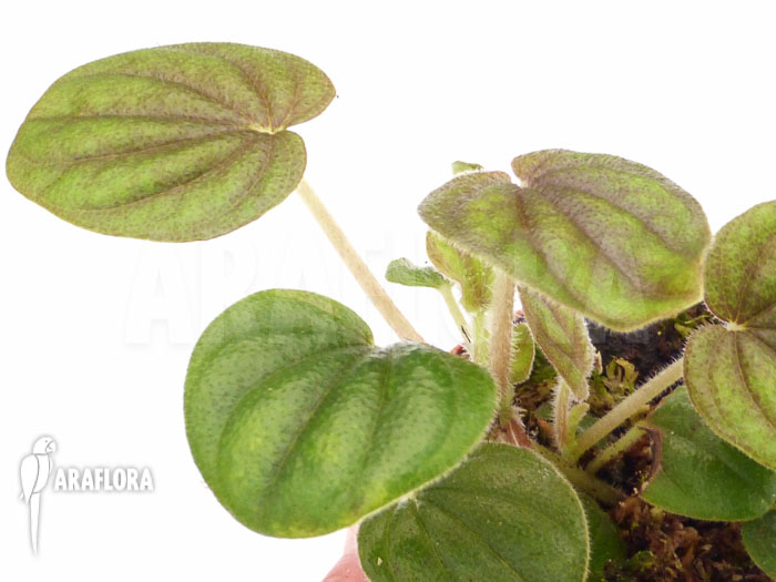 Peperomia stolonifera