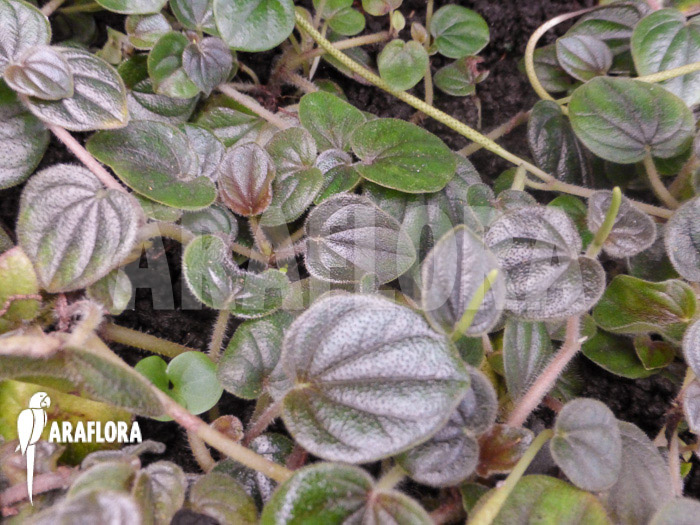 Peperomia stolonifera