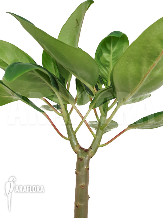 Peperomia vestita var. lindenii